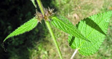 Ses feuilles froissées ont une odeur désagréable
