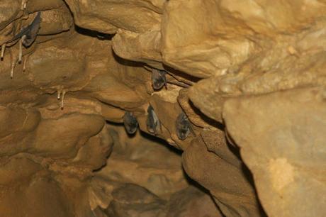 Un petit tour dans les Grottes de la Balme! Un petit tour dans les Grottes de la Balme!