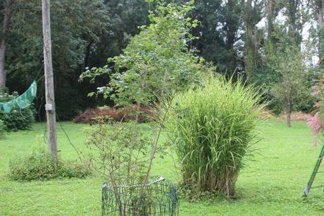 1 viburnum roseum trifouilly 9 juillet 2014 006.jpg
