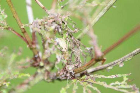 3 viburnum roseum trifouilly 9 juillet 2014 004.jpg