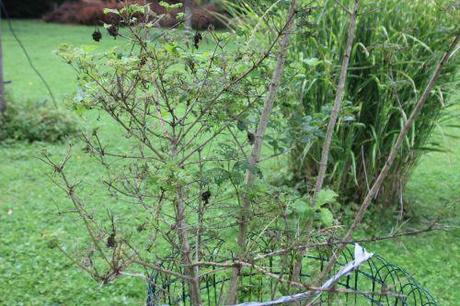 2 viburnum roseum trifouilly 9 juillet 2014 007.jpg