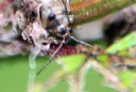 6 pyrrhalta rec trifouilly 9 juillet 2014 004.jpg