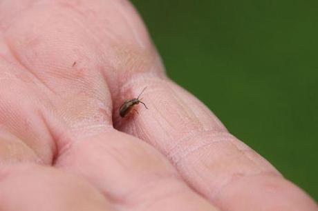 4 pyrrhalta trifouilly 9 juillet 2014 002.jpg