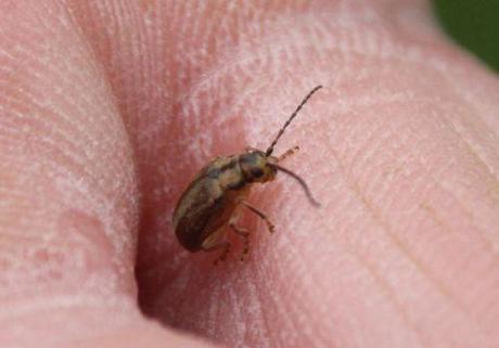 5 pyrrhalta trifouilly 9 juillet 2014 001.jpg