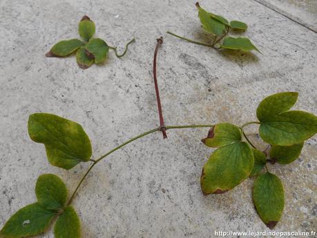 Bouturer la clématite