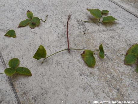 Bouturer la clématite