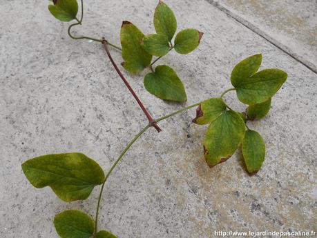 Bouturer la clématite