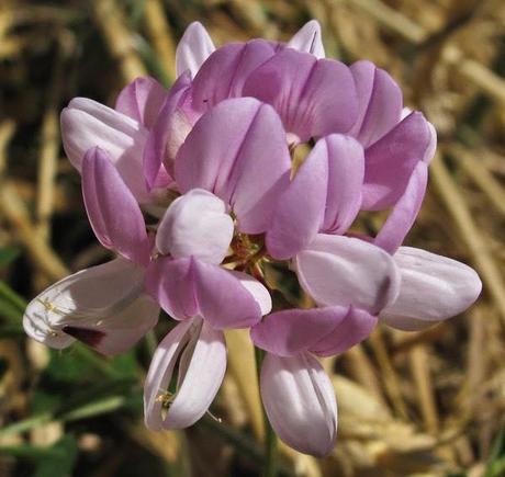 Fleurs panachées de la Coronille bigarrée