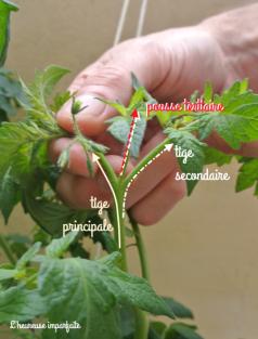 Couper les gourmands