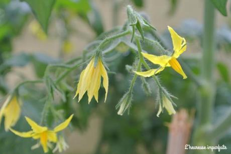 fleurs tomates
