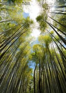 Bambous géants d'Arashiyama et le ciel