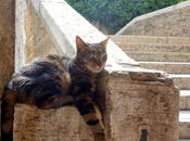 Ponte widmann c'est pont