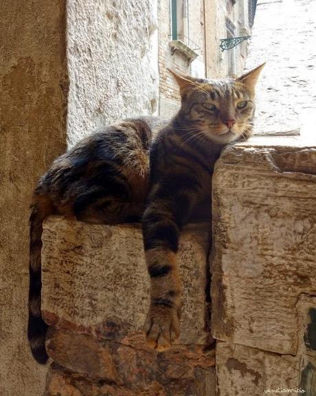 Ponte widmann : c'est mon pont !