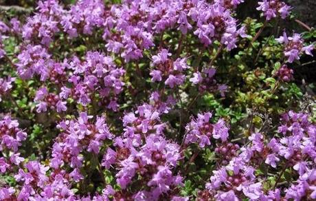 Un petit air de Méditerranée