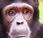 langage chimpanzés décrypté