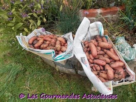 Les premières pommes de terre de mon jardin