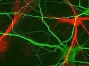 TOXICOMANIE: dépendance voie neurotransmission Nature Neuroscience