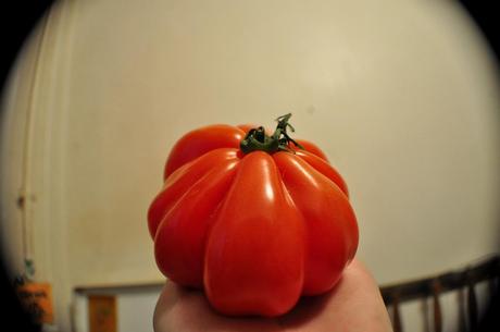 Tomate Coeur de Boeuf 3