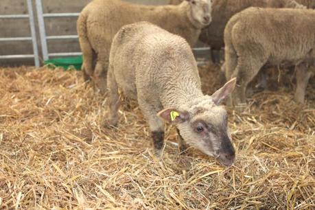 fête de la tomate carouge 2014