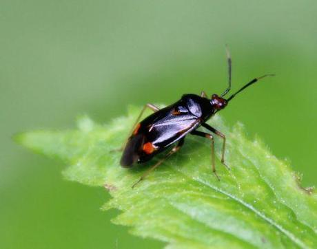 3 capsodes romi 1 juil 2014 130.jpg