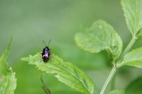 2 capsodes romi 1 juil 2014 132.jpg