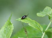 jolie punaise mais laquelle