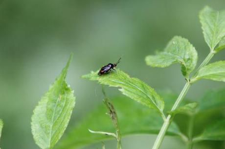 1 capsodes romi 1 juil 2014 128.jpg