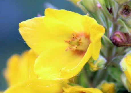 lysimachia fl romi 1 juil 2014 039.jpg