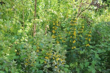 1 lysimachia punctata romi 5 juillet 2013 104.jpg