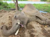 Thaïlande éléphant royal assassiné pour quelques kilos d'ivoire [HD]