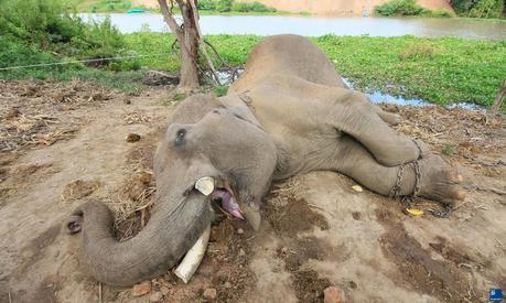 Thaïlande Moi éléphant royal assassiné pour quelques kilos d'ivoire [HD]