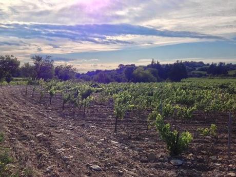 Matinal dans les vignes de Tavel