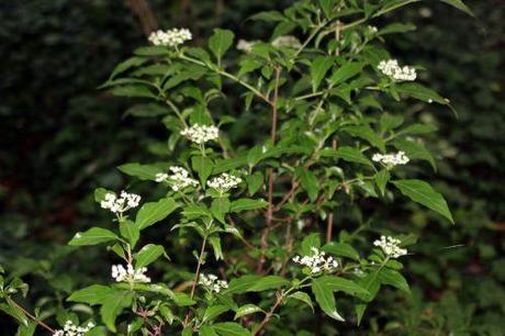2 viburnum foetidum 14 juil 2014 004.jpg
