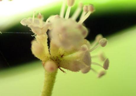 9 viburnum foetidum 14 juil 2014 007.jpg