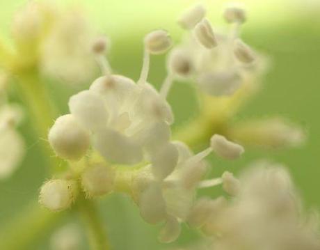 8 viburnum foetidum 14 juil 2014 015.jpg