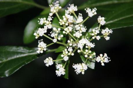 4 viburnum foetidum 14 juil 2014 003.jpg