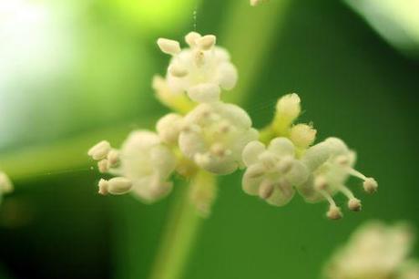 5 viburnum foetidum 14 juil 2014 010.jpg
