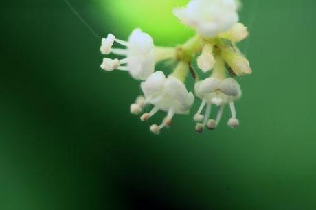 6 viburnum foetidum 14 juil 2014 012.jpg