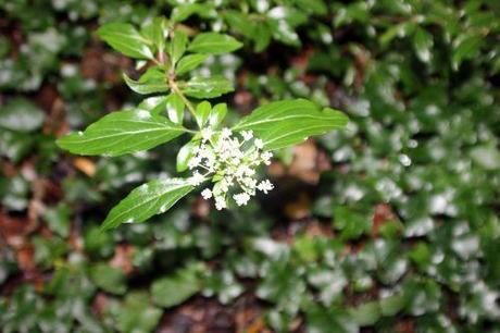 3 viburnum foetidum 14 juil 2014 002.jpg
