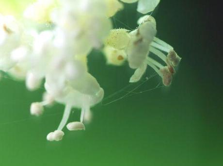 7 viburnum foetidum 14 juil 2014 013.jpg