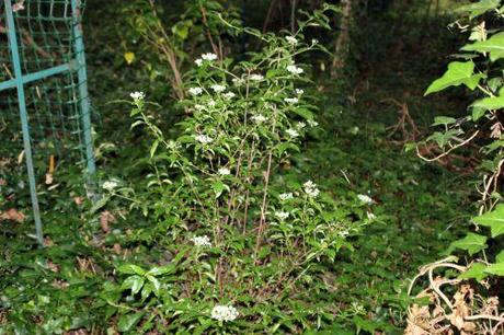 1 viburnum foetidum  14 juil 2014 005.jpg
