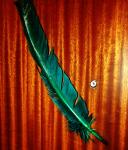 [Shooting & Inspiration] Random