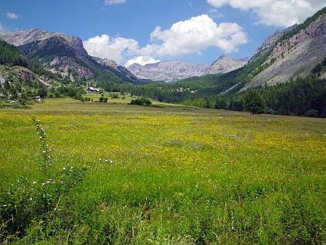 Le pré de fauche de Pra Long à Estenc, en été, (commune d'Entraunes).