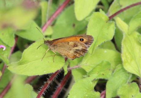 d amaryllis origan 15 juil 2014 005.jpg