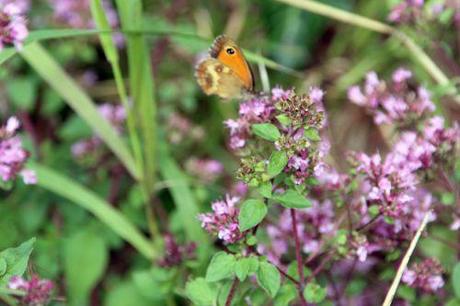 amaryllis origan 15 juil 2014 016.jpg