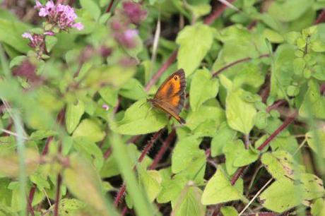 amaryllis origan 15 juil 2014 004.jpg