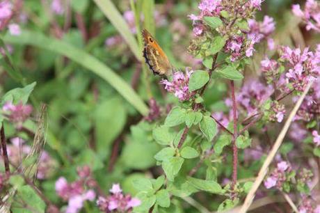 amaryllis origan 15 juil 2014 014.jpg