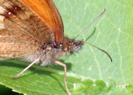 e amaryllis tête++ 6 juillet 008.jpg