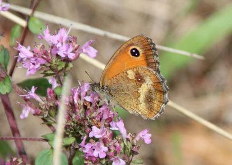 c amaryllis origan 15 juil 2014 009.jpg