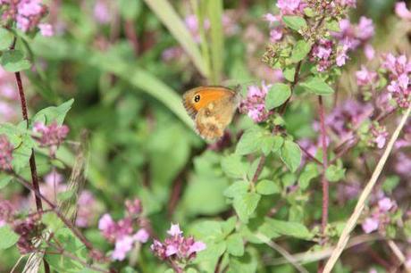 amaryllis origan 15 juil 2014 011.jpg